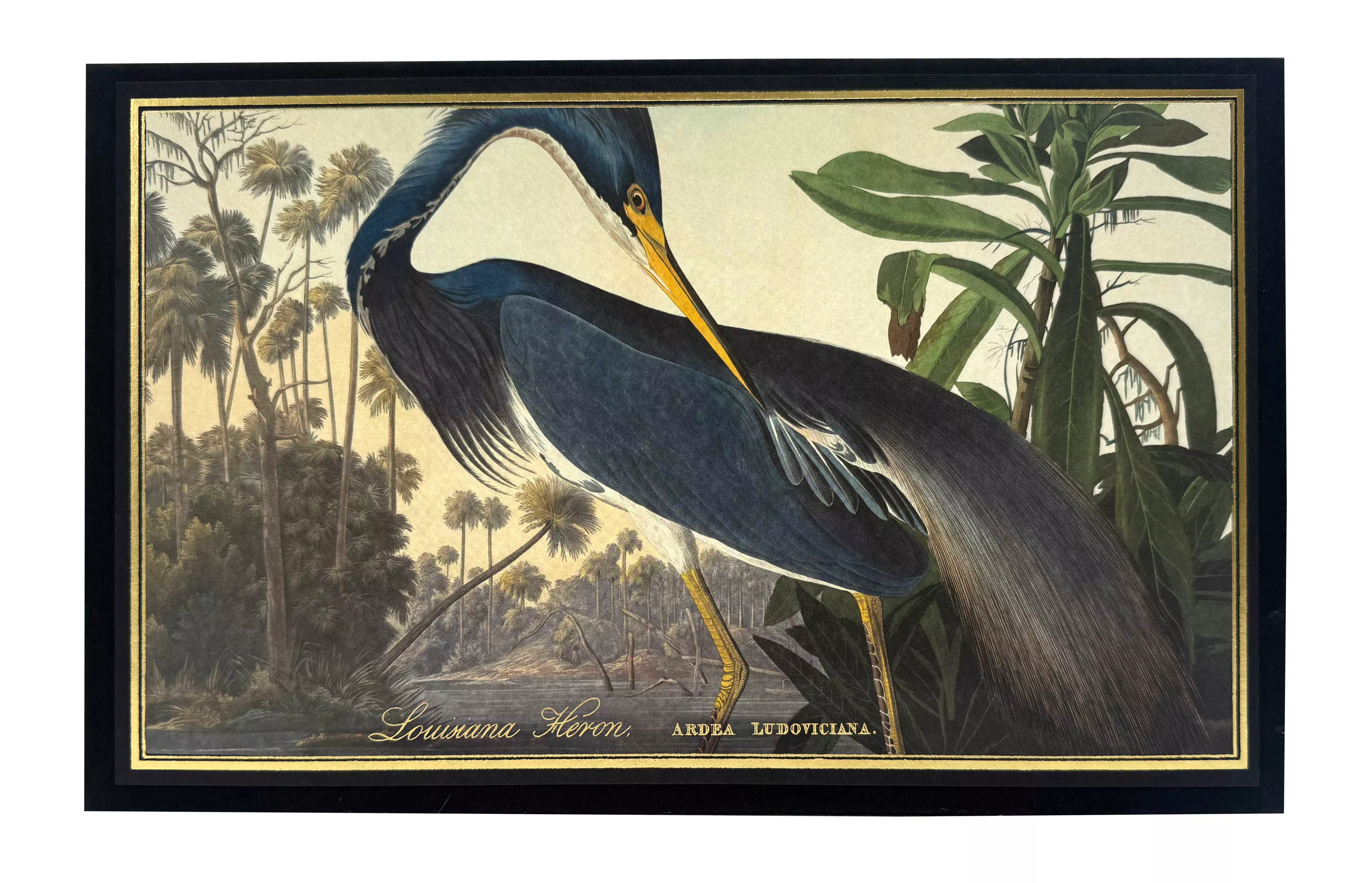 Allumettes Louisiana Heron