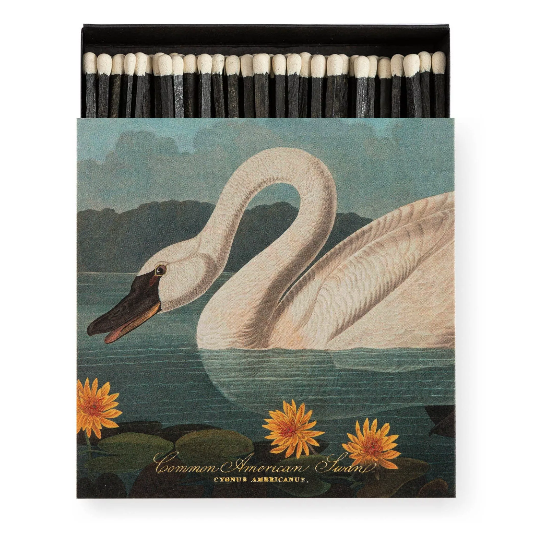 Boîte d'allumettes - The Common American Swan