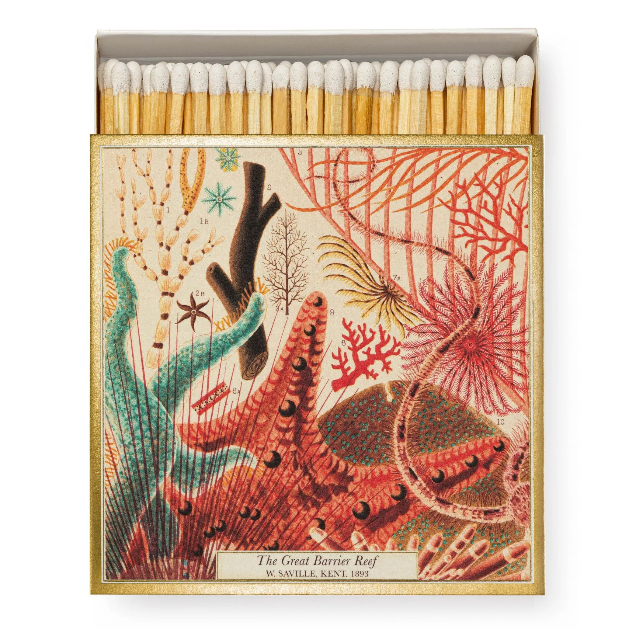 Boîte d'allumettes - Musée d'histoire naturelle de la Grande Barrière
